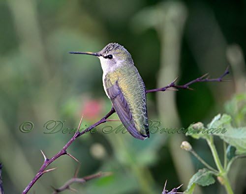 Calliope Hummingbird Fine Art Photograph
