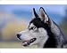 Photographic Prints of Siberian Husky portrait, closeup from Ardea Wildlife Pets