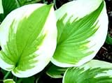 'Delta Dawn' Hosta - Shade Perennial