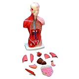 PacSci Human Torso Model