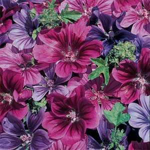 20+ Malva Sylvestris Mystic Merlin Flower Seeds / Perennial 20+ Malva Sylvestris Mystic Merlin Flower Seeds / Perennial