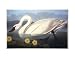 Common American Swan Art Styles Poster Print on Canvas by John James Audubon, 24x18
