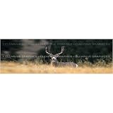 Window Graphic - 20x65 Spotted [Misc.]