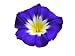 Wallmonkeys Peel and Stick Wall Decals - Blue Exotic Morning Glory - 24