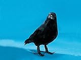 Crow Collectible Bird Raven Figurine Decoration Model Statue Figure