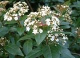 Review Longacres  / Viburnum tinus 3L