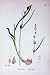 BOTANY PLANTS c1902 AXILLARY SEDGE CAREX AXILLARIS