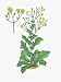 Close-Up of Lactuca Virosa Plants Photographic Poster Print, 30x40