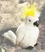 Sulphur-crested Cockatoo Audubon Plush Bird - Parrot