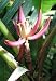 10 Musa Mannii Banana Tree Indian Dwarf Seeds