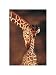 Giraffes, Namibia by Anonymous - 15 3/4 x 11 7/8 inches - Fine Art Print / Poster