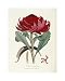 A Specimen of The Botany of New Holland by James edward Smith. Size 11.81 inches width by 15.97 inches height. High Quality Art Poster Print