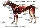 PetMassage Superficial Muscles of the Dog Chart