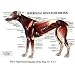 PetMassage Superficial Muscles of the Dog Chart