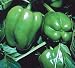 Total Sweet Pepper 40 Seeds