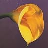 Image of album by Swans