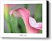 Calla Lily with White Border Canvas Print / Canvas Art - Artist Carol Groenen