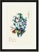 Black Framed/Matted Print 17x23, Lily Ensemble