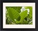Framed Prints of Peru, Amazon, Amazon River from AWL Discover Images