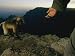 Gelada Warily Approaches a Mans Outstretched Hand Photographic Poster Print, 24x18