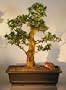 Bonsai Boy's Flowering Fukien Tea Bonsai Tree ehretia microphylla
