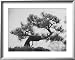 Japanese Pine Trees, Dwarfed and Shaped in Japanese Fashion, at Brooklyn Botanic Gard...