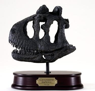 Carnotaurus Skull Model 1/4 Scale