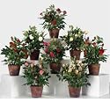 Bulk Savings 380208 13in. Potted English Rose- 8 Assorted Colors- Pack of 8