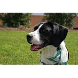Brother Wolf Animal Rescue Asheville NC (Girl Scouts Volunteer Adventure) (People and Their Pets) ~ Chris Capps