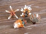 Buy 4 Jewel PEWTER SHELL dresser DRAWER PULL knob cabinet by Creative Co-op