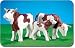 2 Cows and a Calf