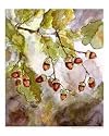 Acorns & Oak Leaves Emerging Artists Giclee Poster Print by Ginette Callaway_2, 16x20