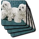Dogs Maltese - Two Maltese - Coasters