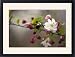 Framed Prints of Apple (Malus domestica) from Science Photo Library