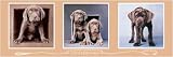 2 Cute Fur Words - Canvas - Artist: Rachael Hale - Art Print Poster Size: 54.00 by 18.00 inches