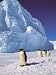 All Products : Emperor Penguins, Cape Darnley, Australian Antarctic Territory, Antarctica Photographic Poster Print