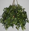 Creeping Charlie Hanging Basket