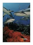 Caribbean Reef Sharks Garden Impression Flag