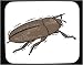 Decorated Mouse Pad with insect, beetle, carpet, bug, black