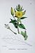 Botany Plants C1902 Common Evening Primrose Flowers