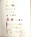 Perrin Ltd Ed 1914 Analytical Drawings Monocotyledons 1