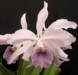 Lc Eximia var. coerulea 'Sea God' Orchid smells like Gardenias