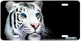 Siberian White Tiger - Wildlife Decor Art Print - License Plate Car Tag By Jason Fetko From Airstrike