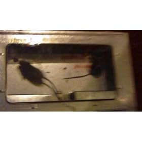 J.T. EATON 421CL "REPEATER" MULTIPLE CATCH MOUSE TRAP