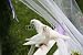 Wallmonkeys Peel and Stick Wall Decals - Two White Wedding Doves on a White Bench in a Wedding Ceremony - Removable Graphic