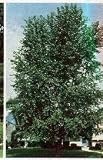 Hybrid Poplar Tree, 8-10 Feet, Fast Growing for Screens or Shade, Pick-Up or Local Delivery Only