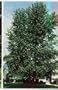 Hybrid Poplar Tree, 8-10 Feet, Fast Growing for Screens or Shade, Pick-Up or Local Delivery Only