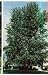 Hybrid Poplar Tree, 8-10 Feet, Fast Growing for Screens or Shade, Pick-Up or Local De...