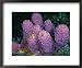 Close-up of sponges off the coast of Navassa Island Animals Framed Art Poster Print by Wolcott Henry, 22x18