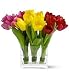 Fresh Tulip Trio
